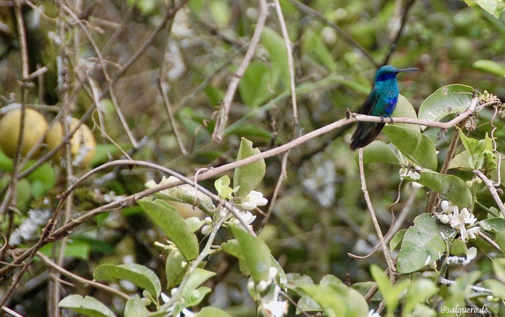 Ecuador