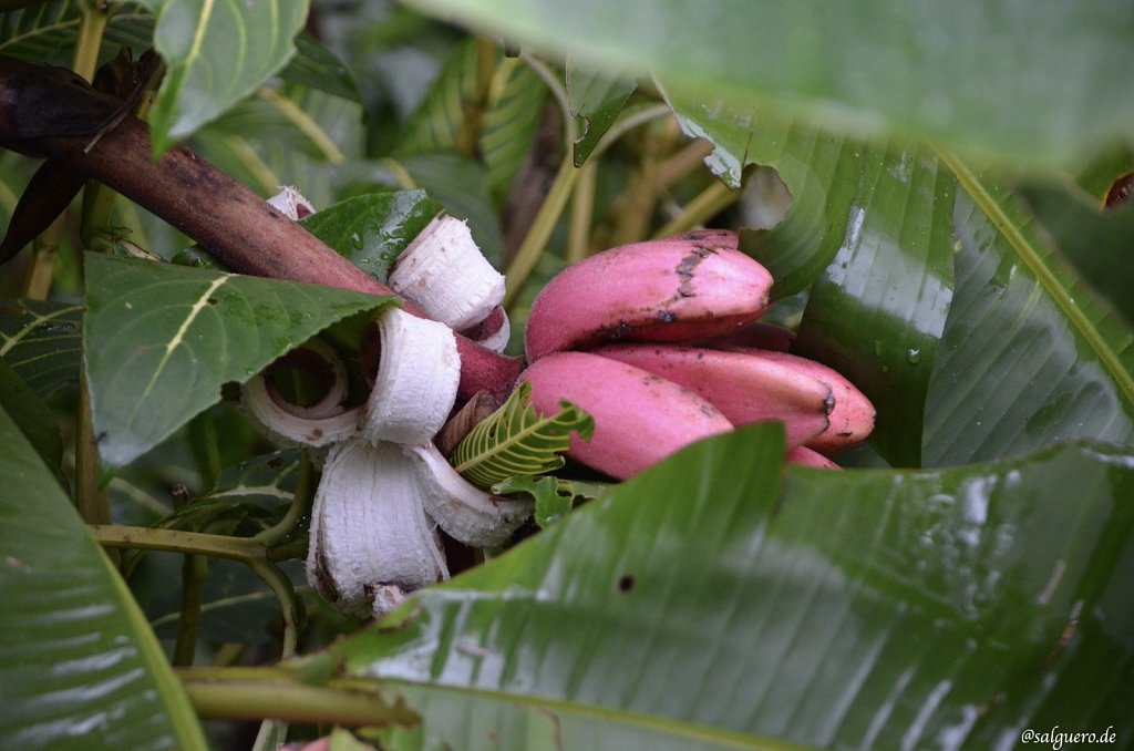 Ecuador