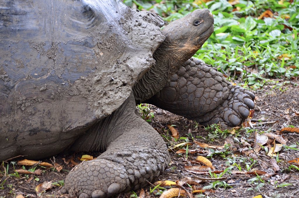 Ecuador