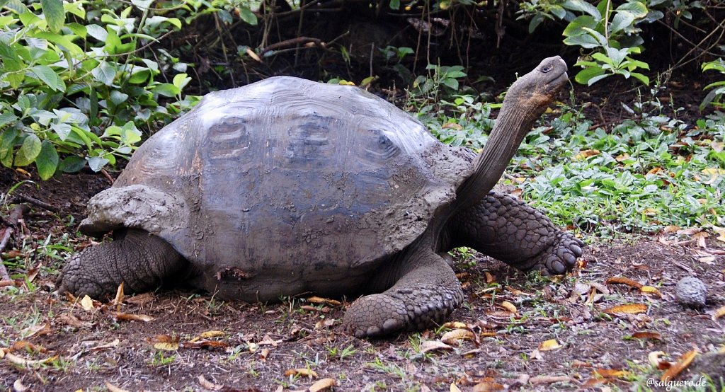 Ecuador